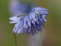 Pale sky blue flowers in bunches